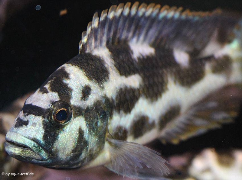 Nimbochromis livingstonii